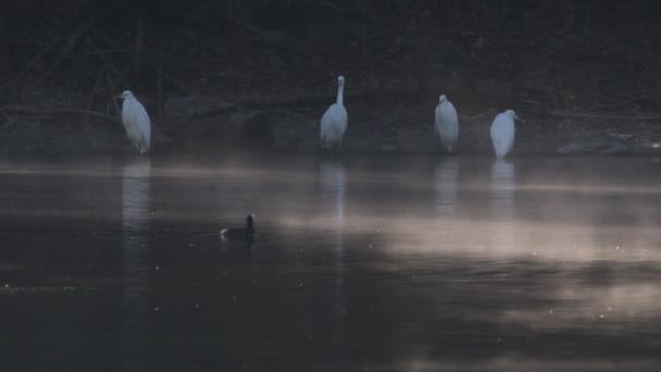 Göl Veya Nehir Suyundaki Kuşlar — Stok video