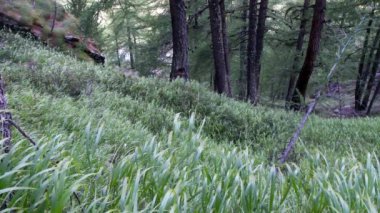 Güneşli bir gün yeşil ormanda