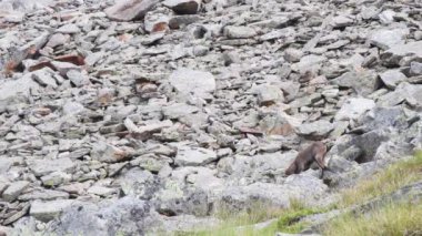 Taş dağlarda genç vahşi keçiler