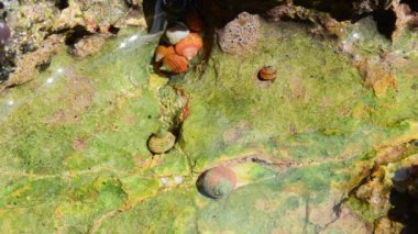 Deniz sahilde deniz kabukları