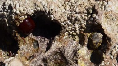 Sahildeki taş mercan kayalıkları.