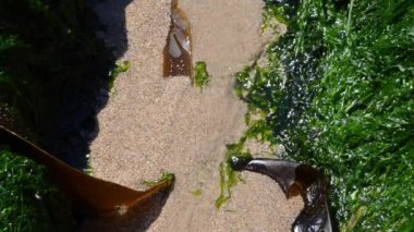 Yeşil yosunlu deniz manzarası