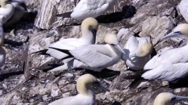 Morus bassanus, Sula, gannet, gannetry, Bas Kaya,