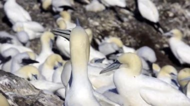 Morus bassanus, Sula, gannet, gannetry, Bas Kaya,