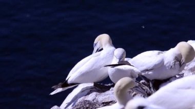 Morus bassanus, Sula, gannet, gannetry, Bas Kaya,