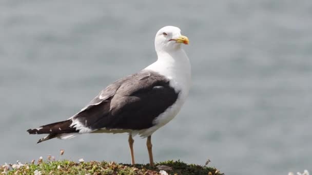 Mouette Sur Rivage Rocheux — Video