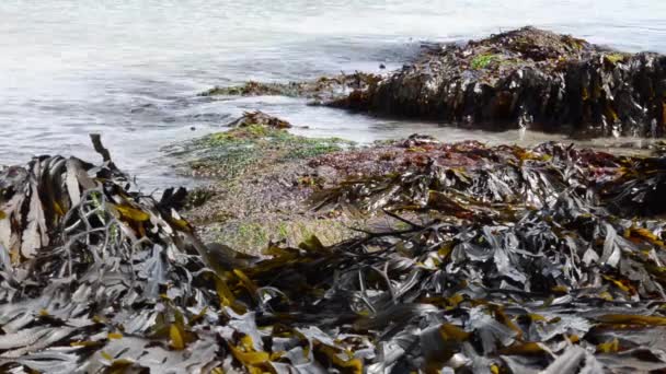 Parque Nacional Pembrokeshire Temby Gales Reino Unido Mar Acantilados Rocas — Vídeos de Stock