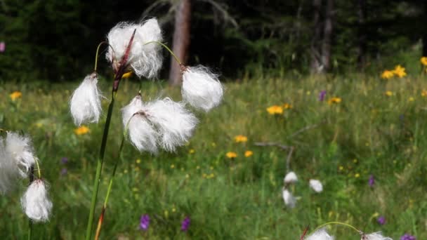Baumwollgras Eriophorum Scheuchzeri Berg Kälte Moor Bach Haustier Gletscher Nationalpark — Stockvideo