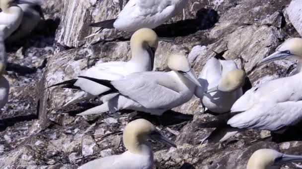Morus Bassanus Sula Alcatraces Gannetry Bass Rock — Vídeo de stock