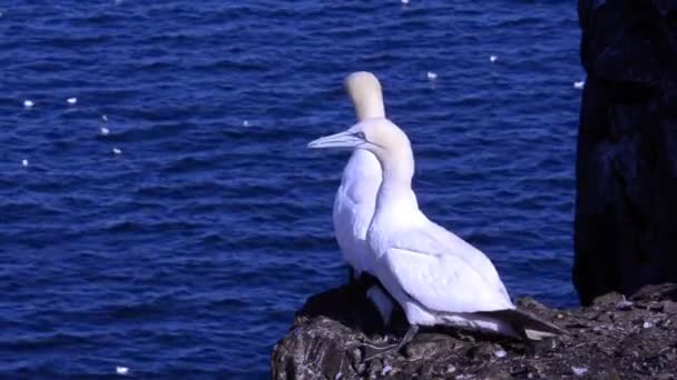 Morus Bassanus Sula Alcatraces Gannetry Bass Rock — Vídeo de stock