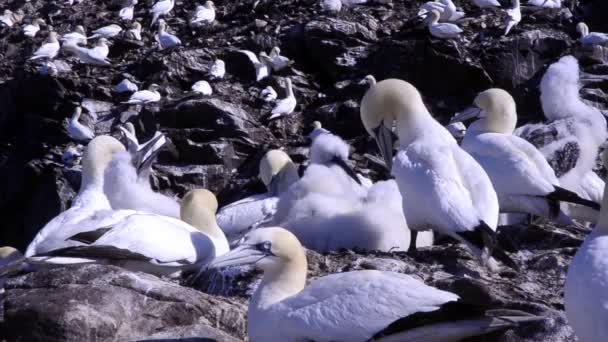 Morus Bassanus Sula Gannet Gannetry Bass Rock — Stockvideo