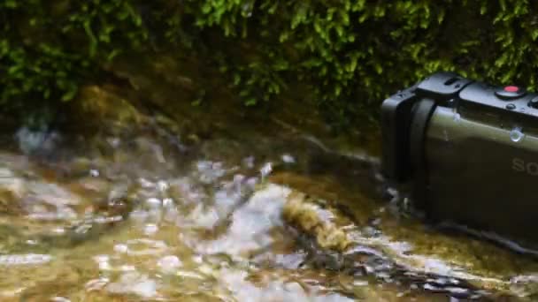 Videokamera Salamandr Ohnivý Salamandr Salamandra Salamandra Obojživelník Itálie Potok Salamandr — Stock video