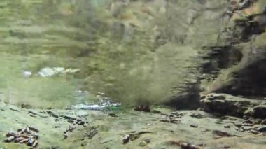 Semender, yangın semenderi, Salamandra semenderi, amfibi, İtalya, dere, semender bir derede yüzer, su altında, doğa, doğa,