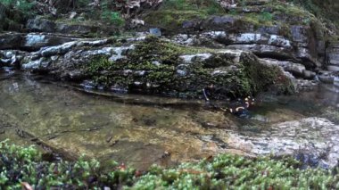 Semender, su altında (Salamandra semenderi), yangın semenderi, Salamandra semenderi, amfibi, Albavilla, Lombardia, İtalya, torrent, 