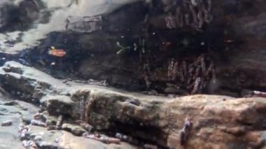 Semender bir derede (Salamandra semenderi) yüzer, semender, yangın semenderi, Salamandra semenderi, amfibi, Albavilla, Lombardia, İtalya