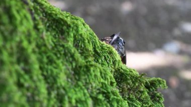 Yeşil yosun üzerinde büyük bir böcek.
