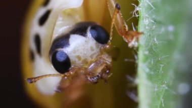 Yeşil yapraklı böceğe yaklaş.