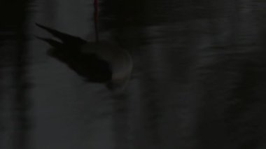 Geceleri gölde güzel bir kuş