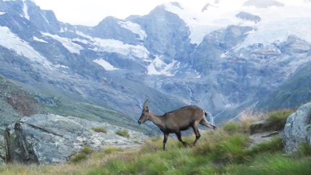Cabra Silvestre Prado Montaña — Vídeos de Stock