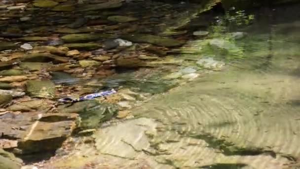 Salamander Fire Salamander Salamandra Salamandra Amphibian Italy Creek Salamander Swims — стоковое видео