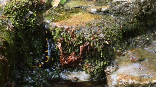 Salamander Feuersalamander Salamandra Salamandra Amphibie Italien Bach Salamander Schwimmt Einem — Stockvideo