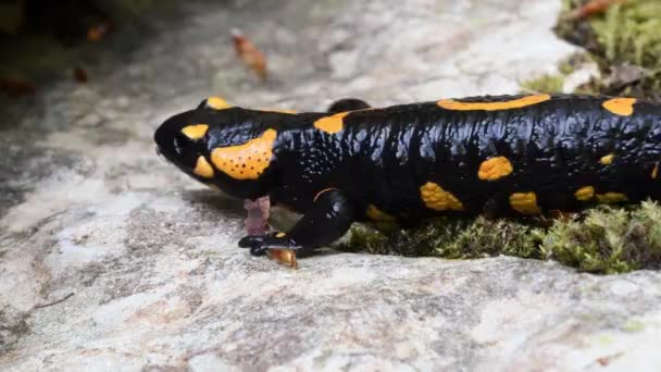 Salamander Vuursalamander Salamandra Salamandra Amfibie Italië Kreek Salamander Zwemmen Een — Stockvideo