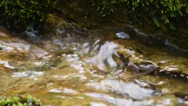 Salamander Feuersalamander Salamandra Salamandra Amphibie Italien Bach Salamander Schwimmt Einem — Stockvideo