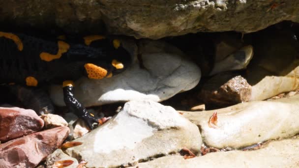 Salamander Feuersalamander Salamandra Salamandra Amphibie Italien Bach Salamander Schwimmt Einem — Stockvideo