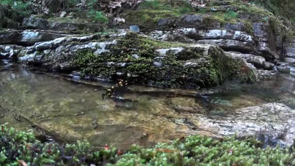 Salamandra Salamandra Salamandra Anfíbio Itália Riacho Salamandra Nada Riacho Subaquático — Vídeo de Stock