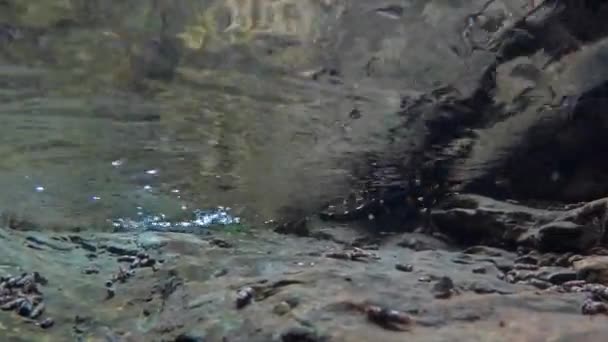 Salamander Swims Creek Salamandra Salamandra Underwater Salamander Fire Salamander Salamandra — Stock Video