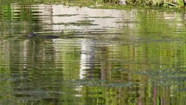 Otters Swim Pond Water — Stock Video