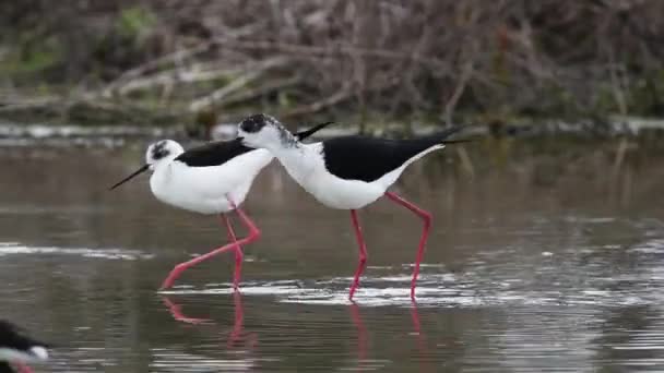 Oiseaux Noirs Blancs Dans Étang — Video