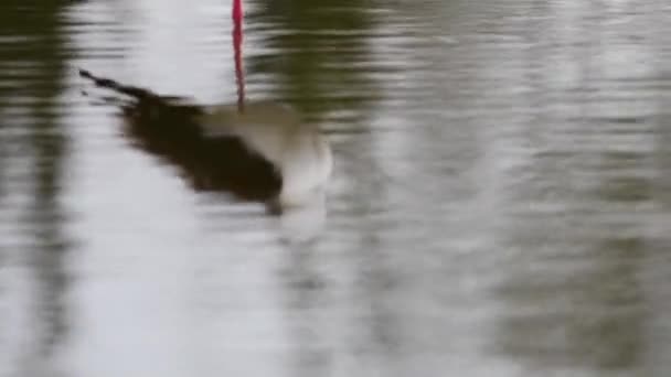 Spiegelung Von Stelzenläufern Himantopus Himantopus Einem Teich — Stockvideo