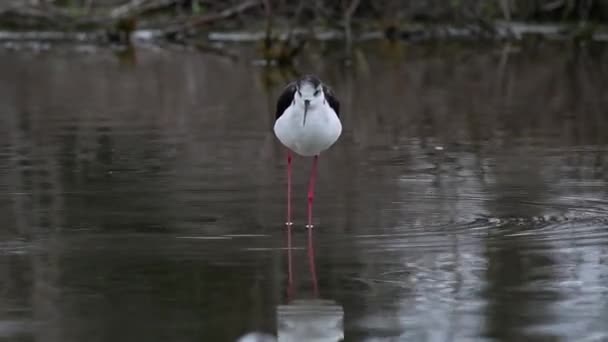 Uccello Bianco Nero Nello Stagno — Video Stock