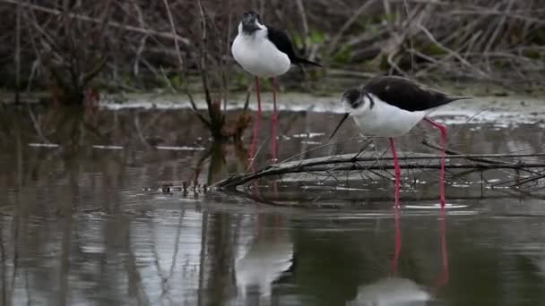 Oiseaux Noirs Blancs Dans Étang — Video