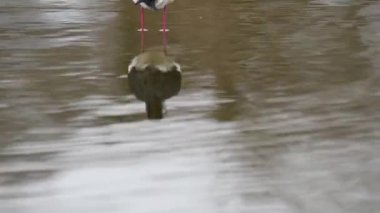 Gölette yaygın bir stil (Himantopus himantopus) refleksi