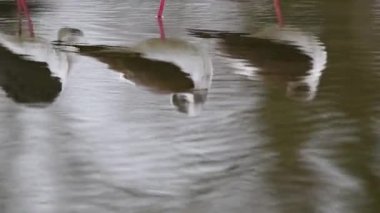  Gölette bulunan ayaklıkların (Himantopus himantopus) refleksleri, 