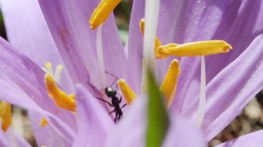 Crocus sativus, karınca, çiçek, stamens, karınca, ye, ye, böcek, karınca, cogne, Gran paradiso Ulusal Parkı, İtalya
