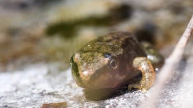 Taşın üzerindeki kurbağaya yaklaş.