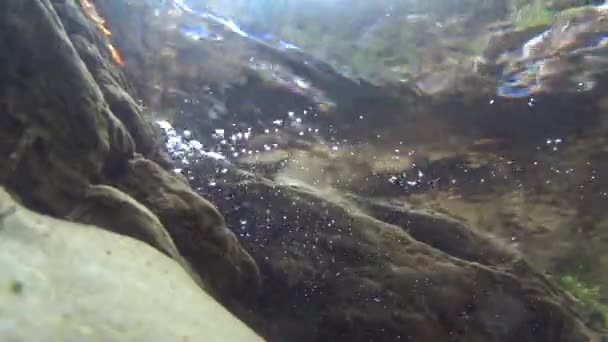 Salamandr Salamandra Salamandra Plave Potoce Plave Pod Vodou — Stock video
