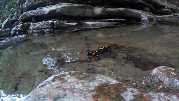火災Salamander Salamander Salamandra Salamandra の前で クローズアップ 両生類 アルバニア ロンバルディア イタリア — ストック動画