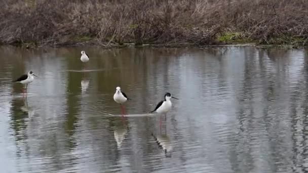 Pássaros Pretos Brancos Lagoa — Vídeo de Stock
