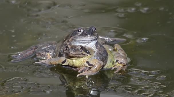 Rana Temporaria Frog Mountain Frog Coupling Pond Stream Creek Mountain — Stock Video