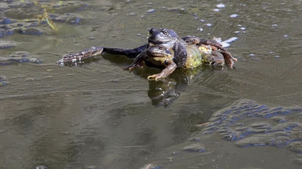 Rana Temporaria Kurbağa Dağ Kurbağası Çiftleşme Gölet Dere Dere Dağ — Stok video