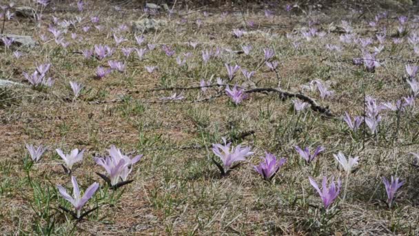 Krokus Čeledi Iridaceae Crocus Sativus Písty Květiny Tyčinky Cogne Národní — Stock video