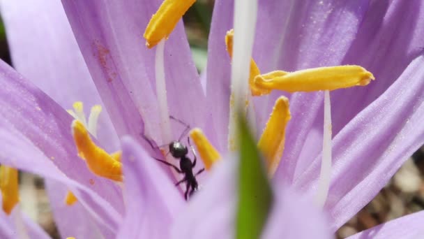 Formiga Crocus Sativus Pistilos Flor Estames Formiga Comer Comer Insect — Vídeo de Stock