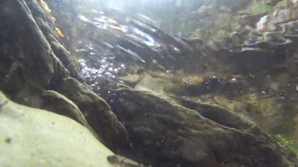 Salamander Schwimmt Bach Salamandra Salamandra Unter Wasser — Stockvideo