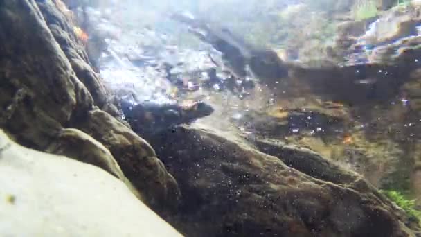 サラマンダーは小川 サラマンドラサラマンドラ 水中で泳ぐ — ストック動画