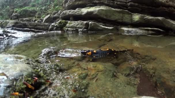 Salamander Schwimmt Bachwasser — Stockvideo