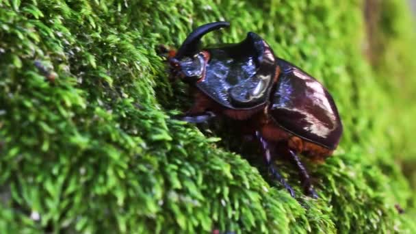 Escarabajo Rinoceronte Oryctes Nasicornis Sobre Almizcle Coleópteros Insectos Monza Park — Vídeo de stock